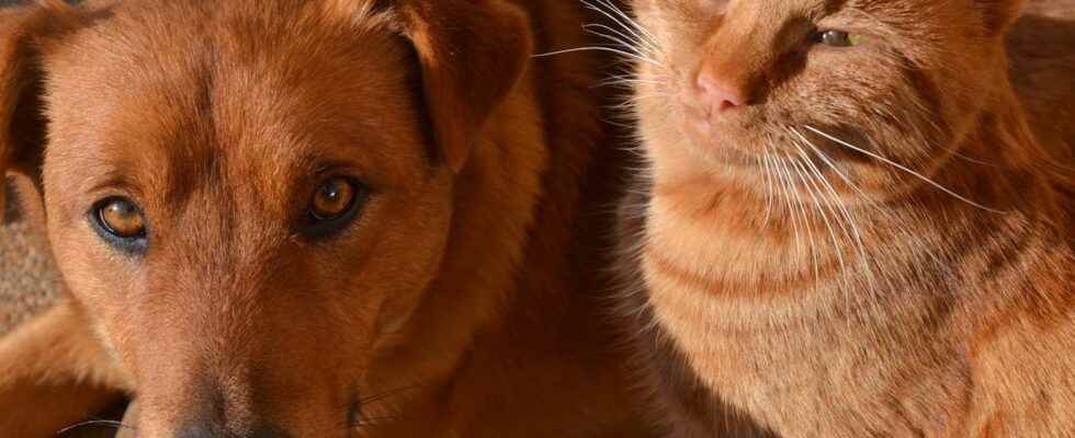 Heat wave how to relieve dogs and cats