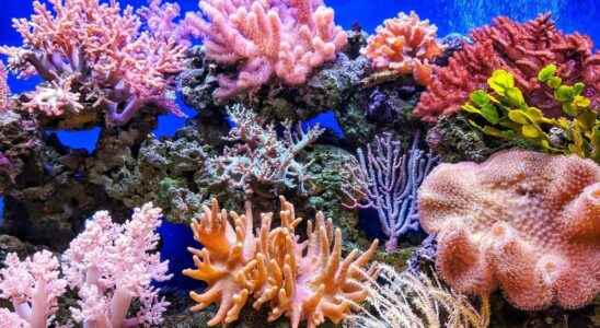 Heres why sunscreen threatens coral