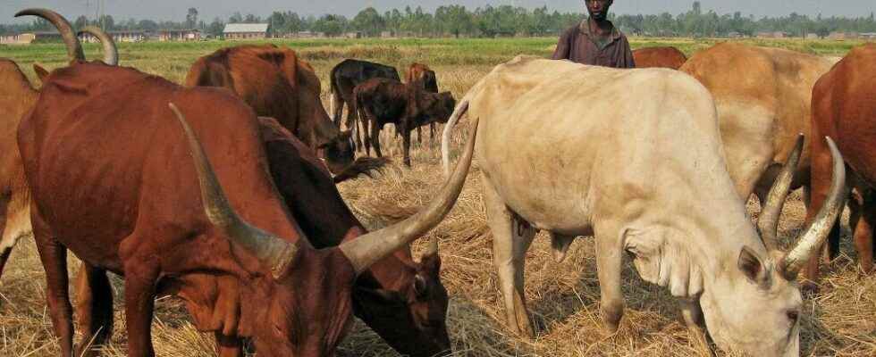 Hit by Rift Valley fever Burundi worries about its livestock