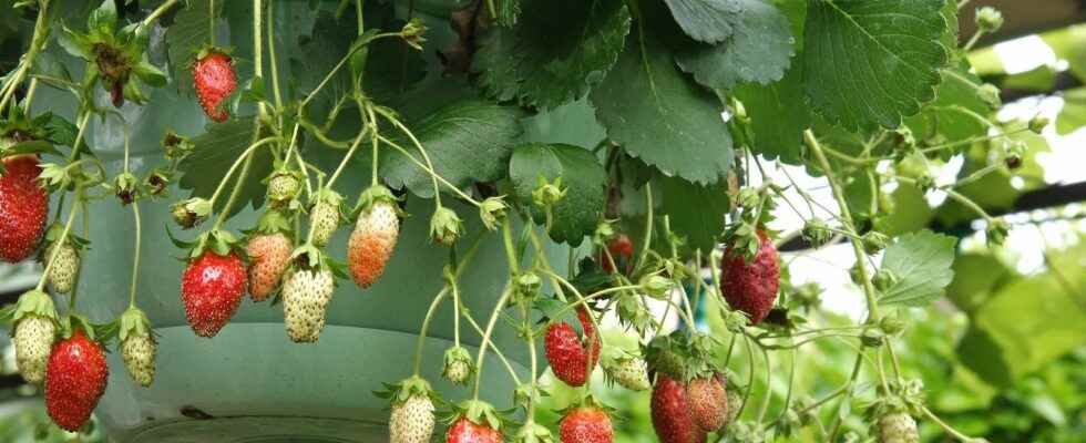 How to grow and maintain strawberries above ground