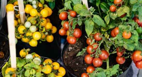 How to make potted cherry tomatoes