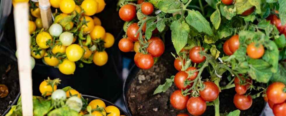 How to make potted cherry tomatoes