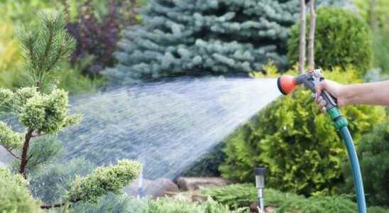How to save water in the garden