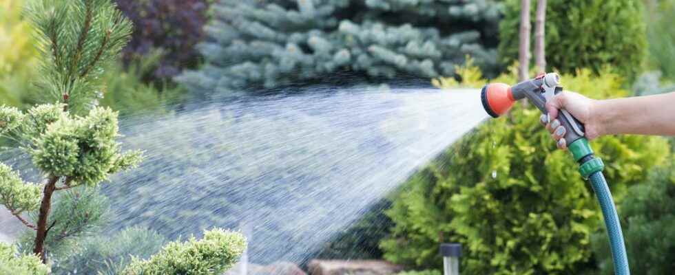 How to save water in the garden