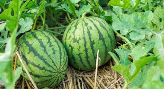 How to successfully grow watermelons
