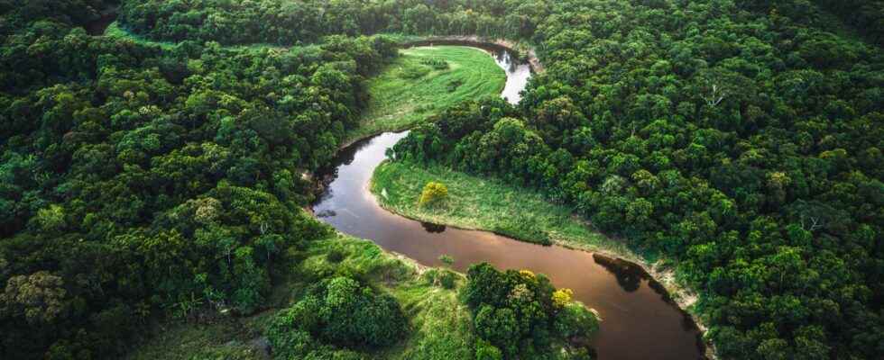 Impressive urban remains discovered in the heart of the Amazon