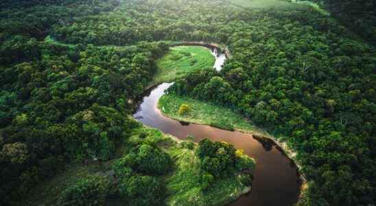 Impressive urban remains in the heart of the Amazon