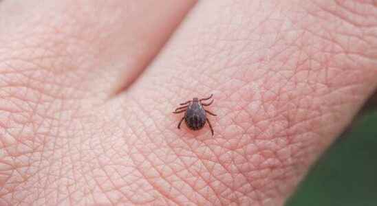Increase in tick cases If you have these symptoms…