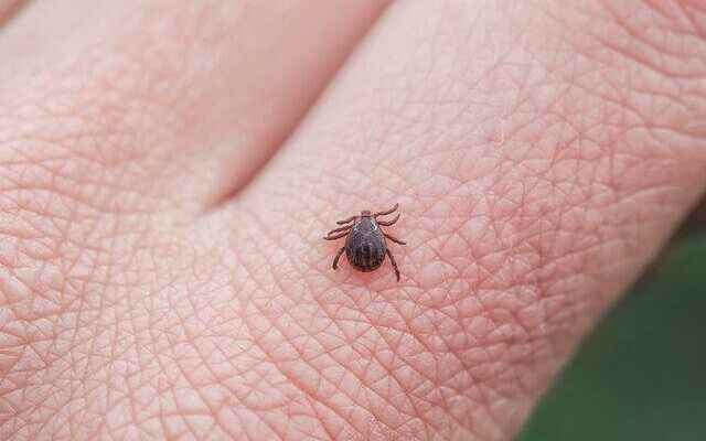 Increase in tick cases If you have these symptoms…