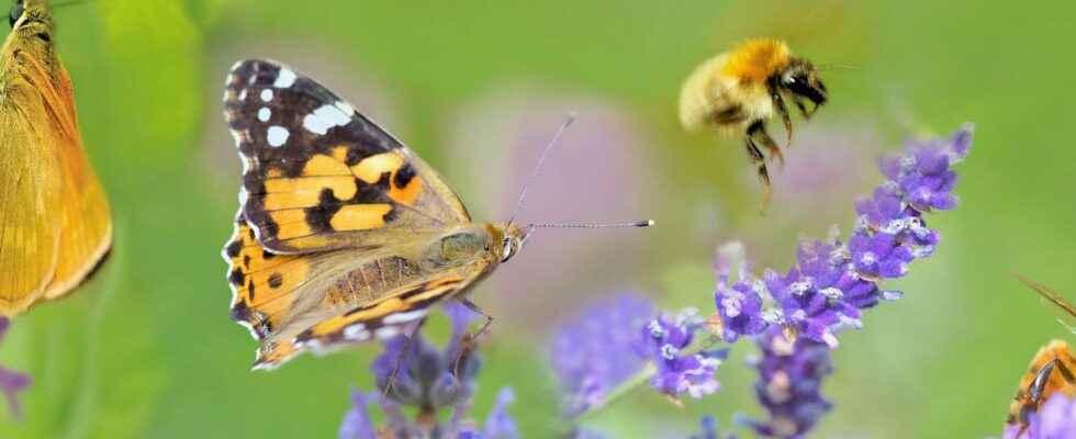 Insect populations are collapsing the damning finding of a 20 year