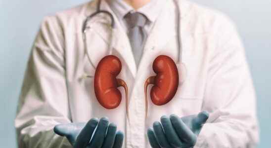Kidneys anatomy role size pain diseases exams