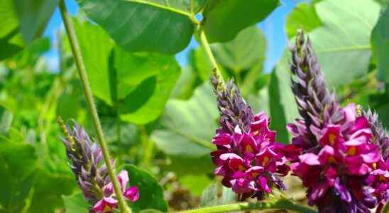 Kudzu to fight against addictions