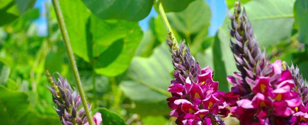 Kudzu to fight against addictions