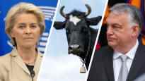 Letter from Europe Cow shops returned to the European Union