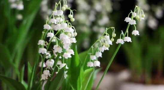Lily of the valley how to keep it longer