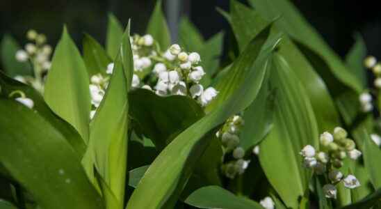 Lily of the valley our tips for keeping it longer