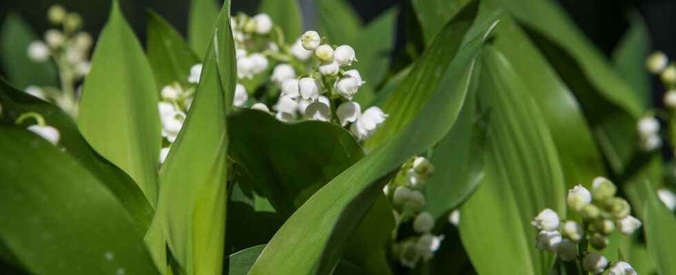 Lily of the valley our tips for keeping it longer