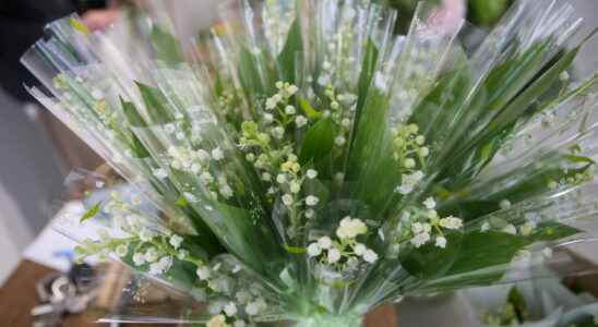 Lily of the valley the lucky charm of May 1