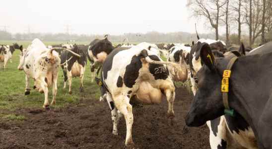 Milk price historically high But its not all net profit
