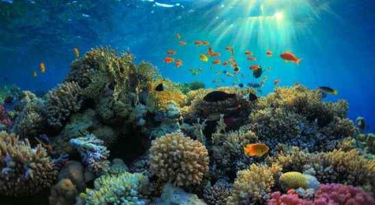 Natural producer of cancer drug Corals Incredible success from scientists
