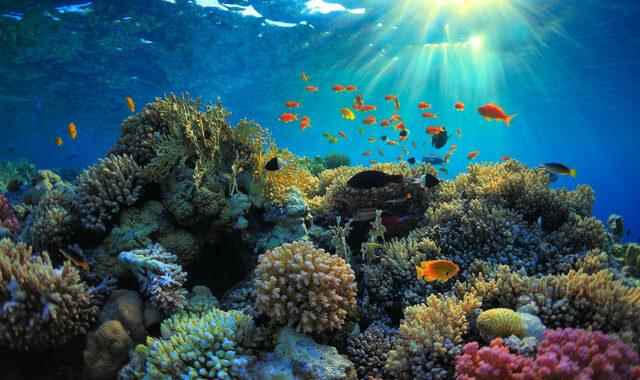 Natural producer of cancer drug Corals Incredible success from scientists