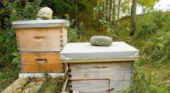 Ontario beekeepers experiencing high losses