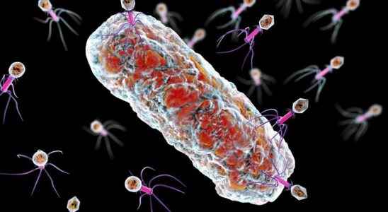 Phagotherapy it is possible to predict its effectiveness against bacteria