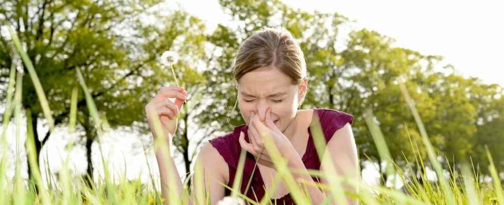 Pollen allergy the return of grasses