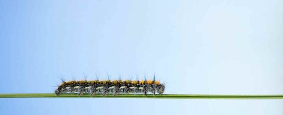 Processionary caterpillar recognized as harmful to health