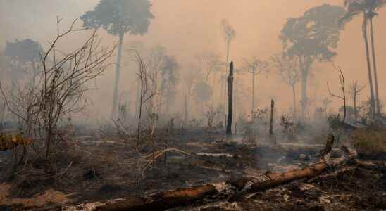Raging devastation of the Atlantic forest