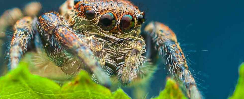 Science beasts whats going on inside a spiders head