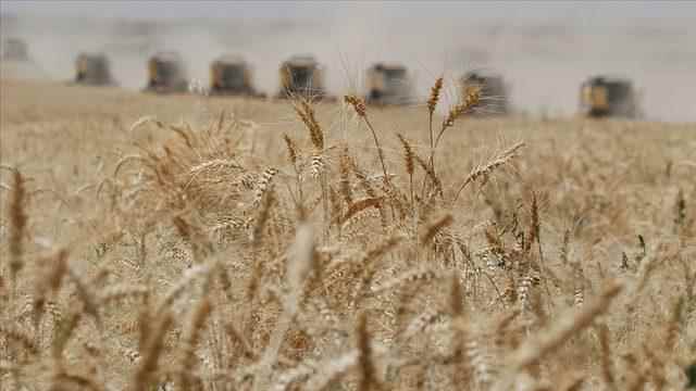 Second in the world They banned the export of wheat