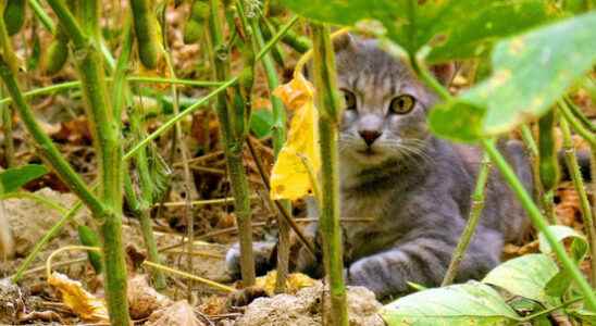 Test at Polsbroek province catches feral cats without killing them
