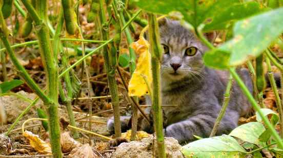 Test at Polsbroek province catches feral cats without killing them