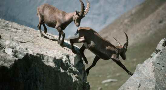 The ibexes of Bargy the fate of a protected species