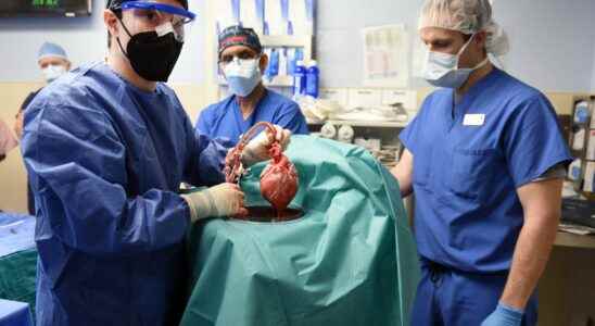 The pigs heart transplanted into the human patient was contaminated