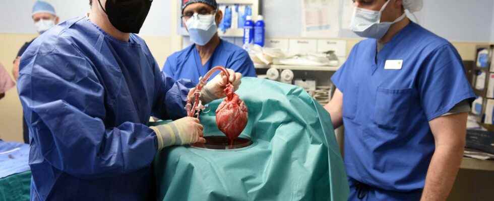 The pigs heart transplanted into the human patient was contaminated
