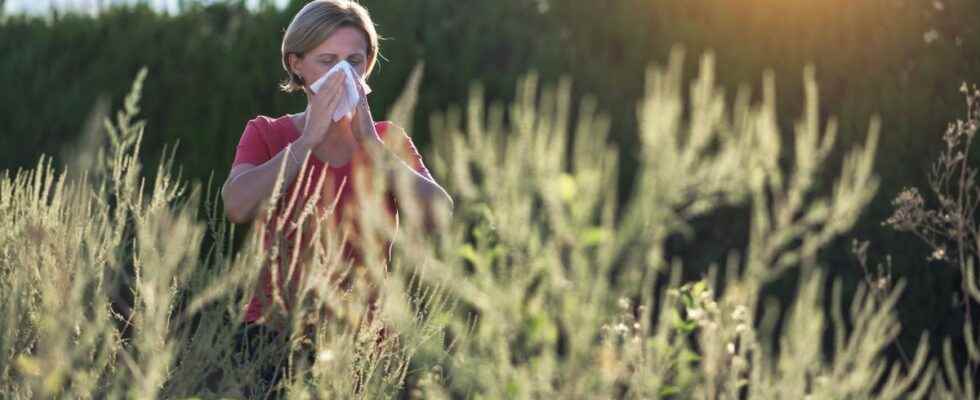 The risk of pollen allergy is maximum warns the National