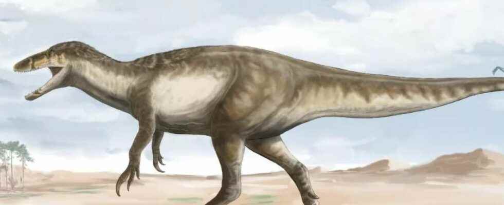 This raptor cousin of the Velociraptors was gigantic