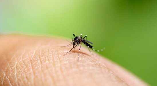 Tiger mosquito 67 departments on red alert how to protect