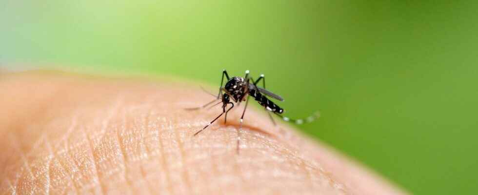 Tiger mosquito 67 departments on red alert how to protect