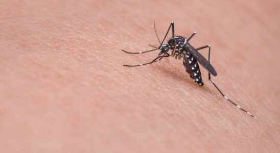 Tiger mosquito already present in 88 of homes in Occitania