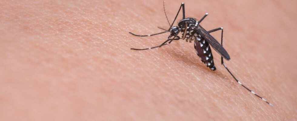 Tiger mosquito already present in 88 of homes in Occitania