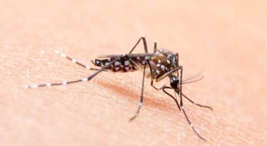 Tiger mosquito which departments are on red alert