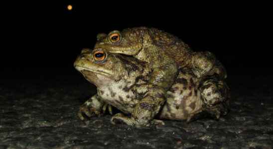 Toad working group Soest speaks of excellent toad migration We