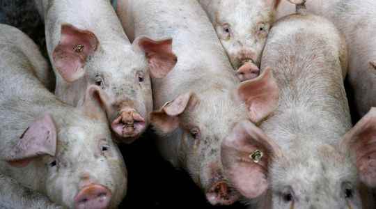 Transmission economic consequences What we know about African swine fever