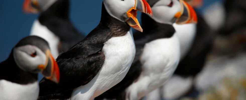 Vulnerable puffins must be inventoried after concern