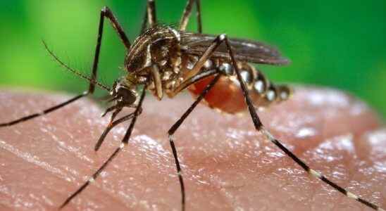 What disease can you catch from a mosquito