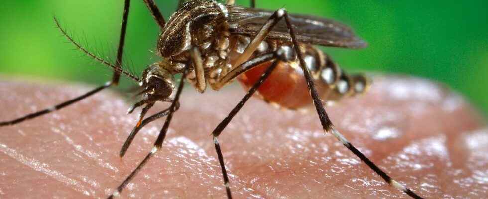 What disease can you catch from a mosquito