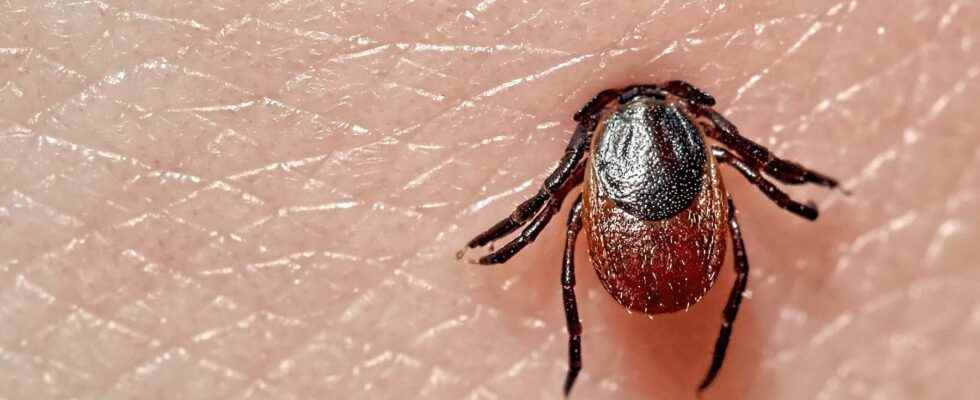 What diseases are transmitted by ticks